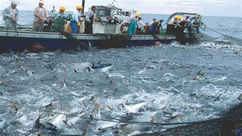 Tuna business Figgerits .